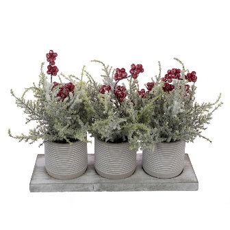 Snowy Cypress & Berry In Pot 23cm