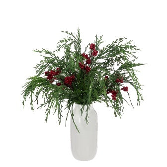 Cypress & Berry In Pot 22cm